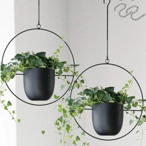 Hanging Indoor Plant